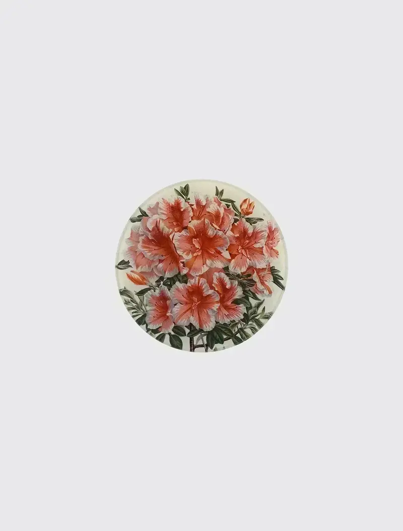 Azalea Variegated