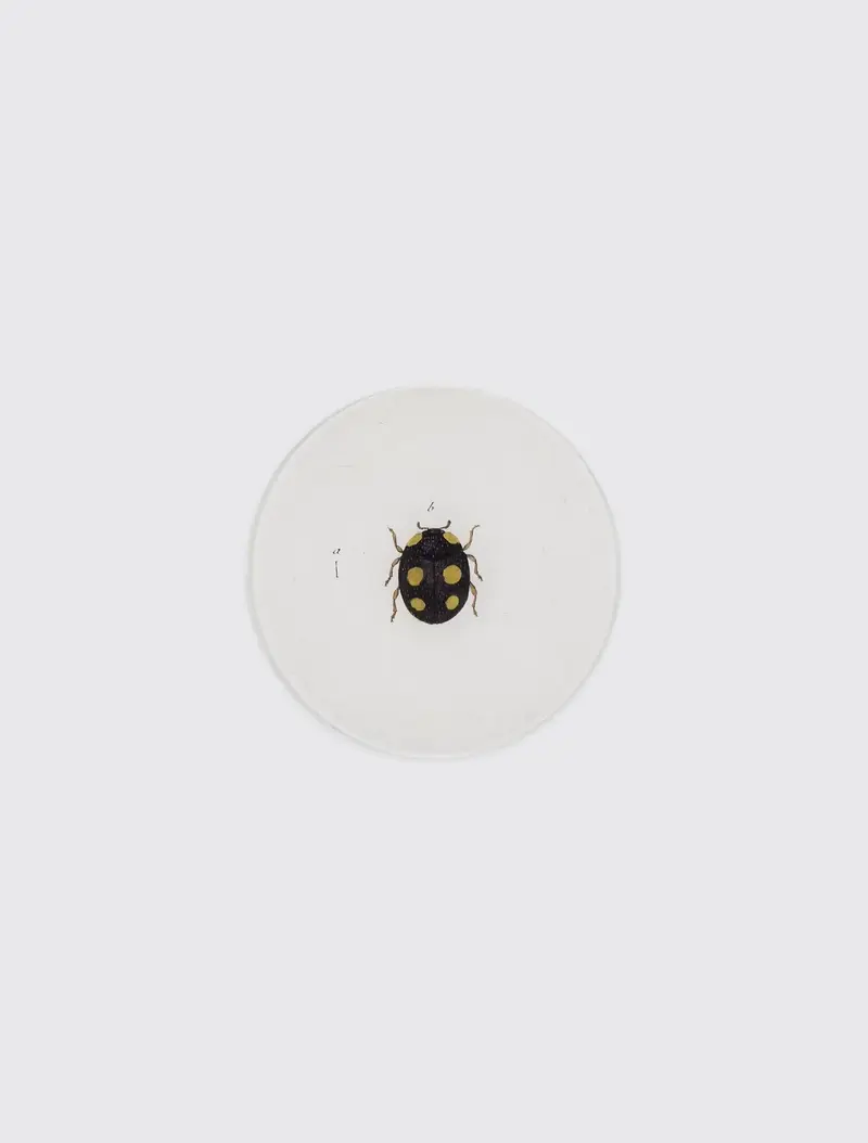 Ladybird (Ladybug)