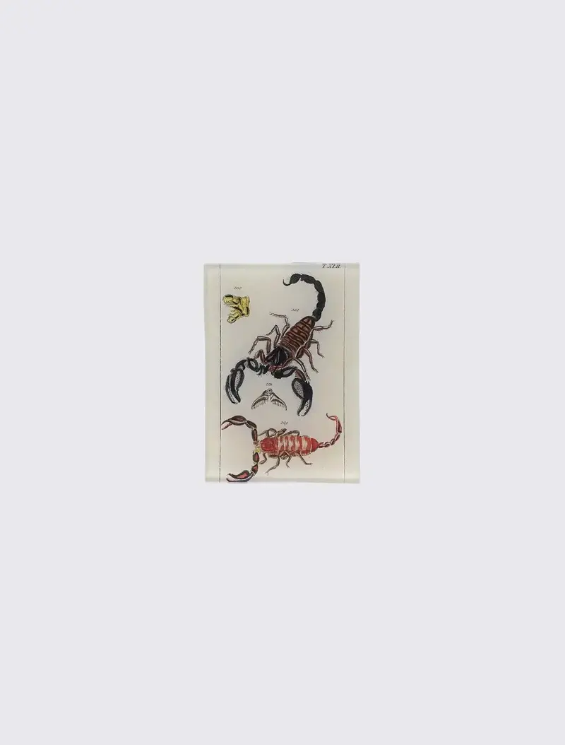 TXLII Scorpions