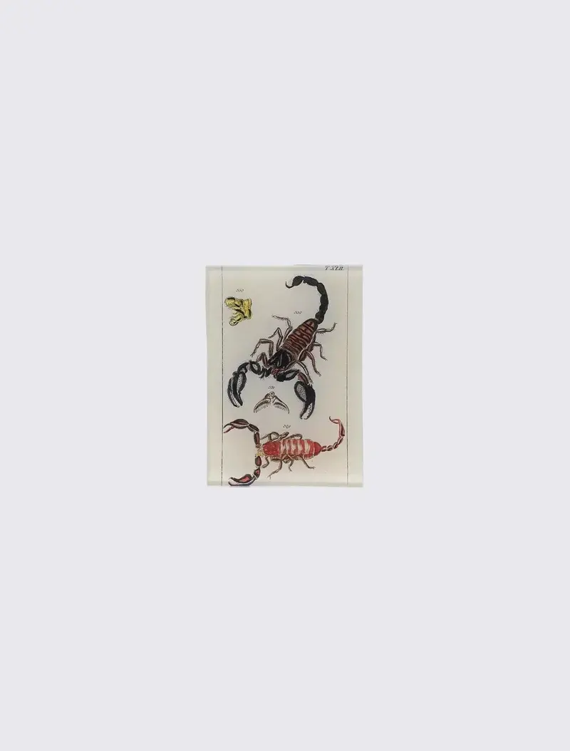 TXLII Scorpions 8.9 cm x 12.7 cm Rectangular