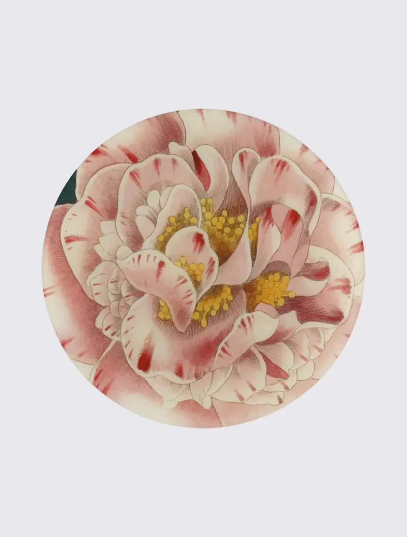 Variegated Camellia